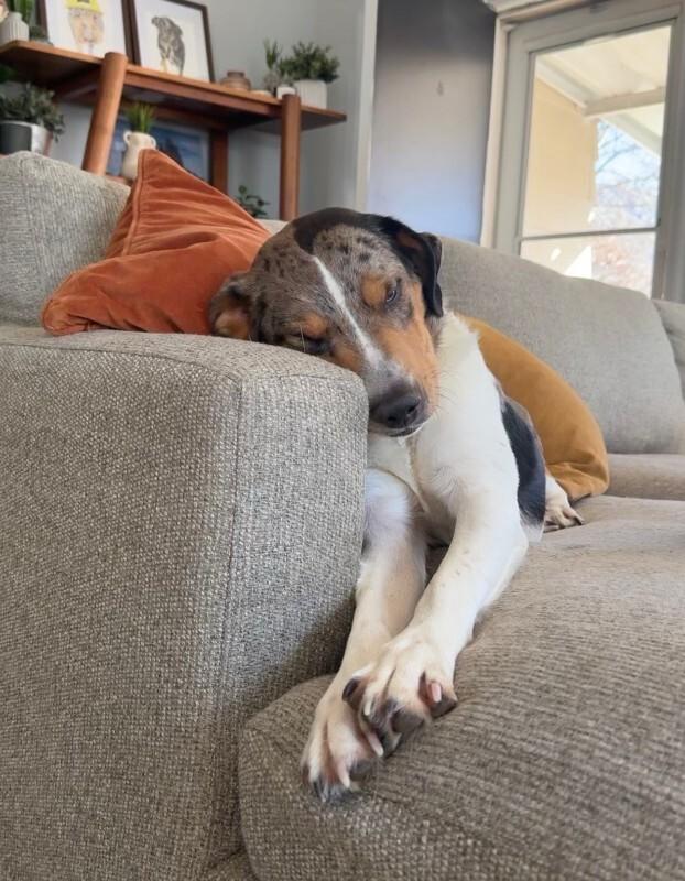 Pigeon — thumbnail 6