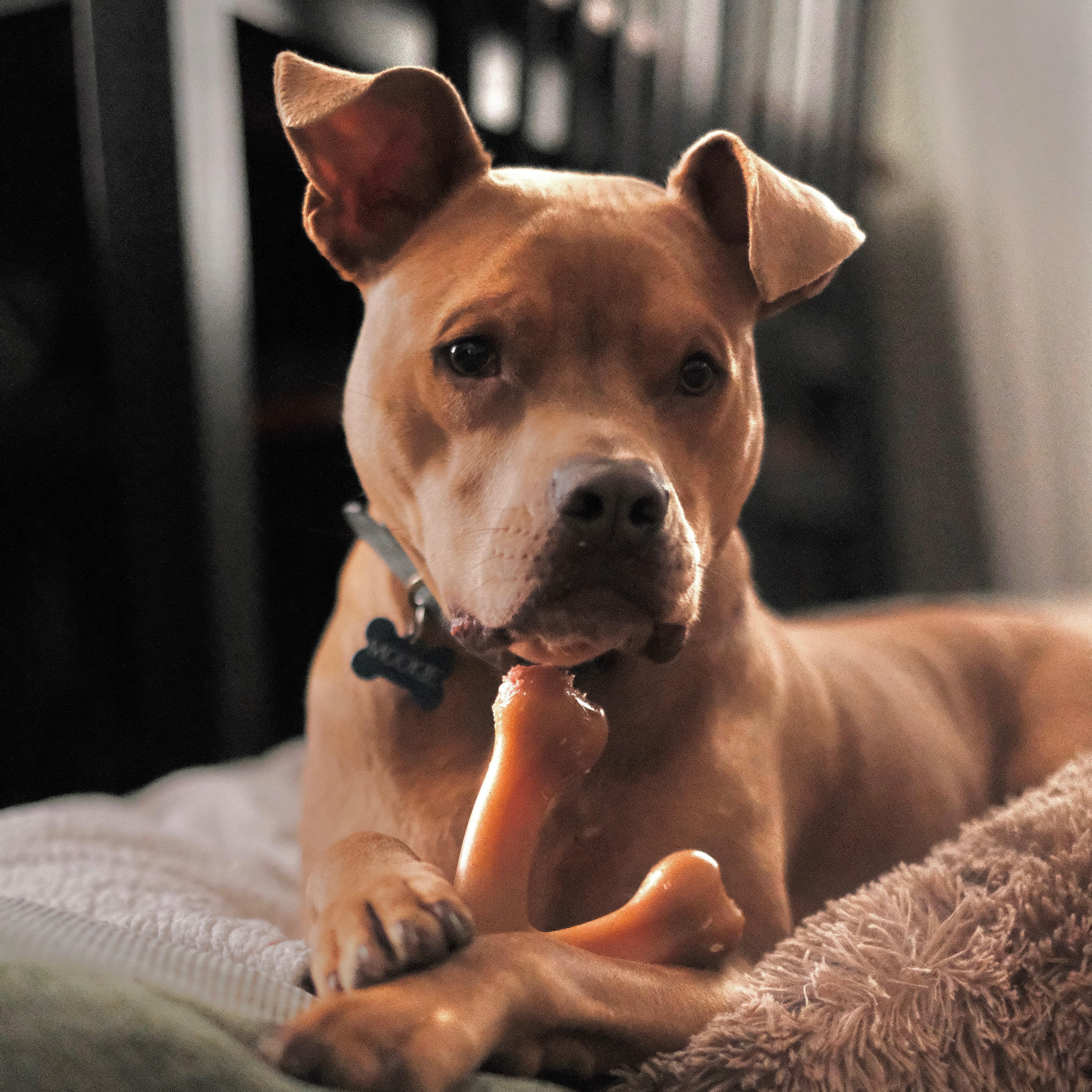 Enlarge Mookie!, a Adoptable mixed breed in Rehoboth, MA image 6/6