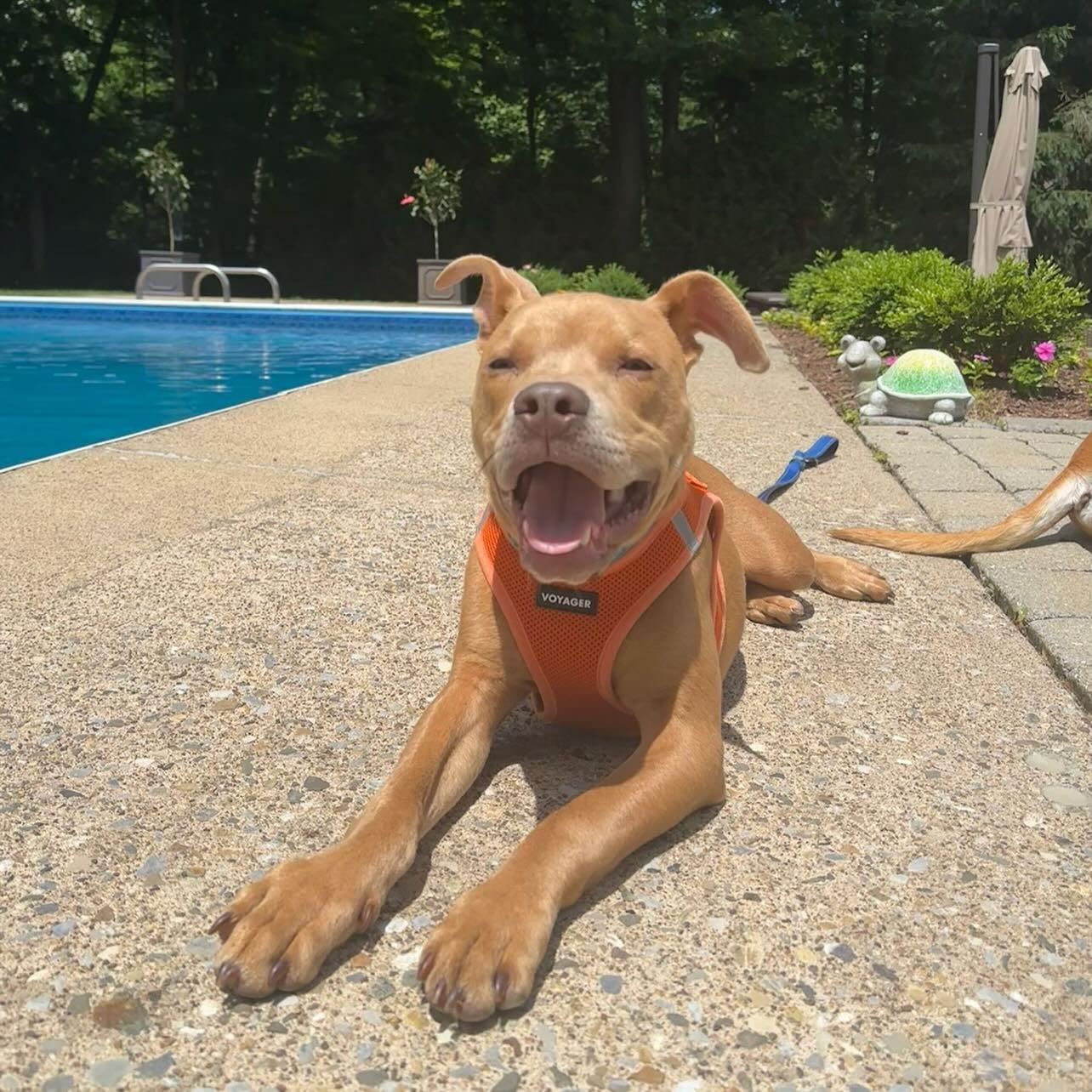 Enlarge Mookie!, a Adoptable mixed breed in Rehoboth, MA image 2/6