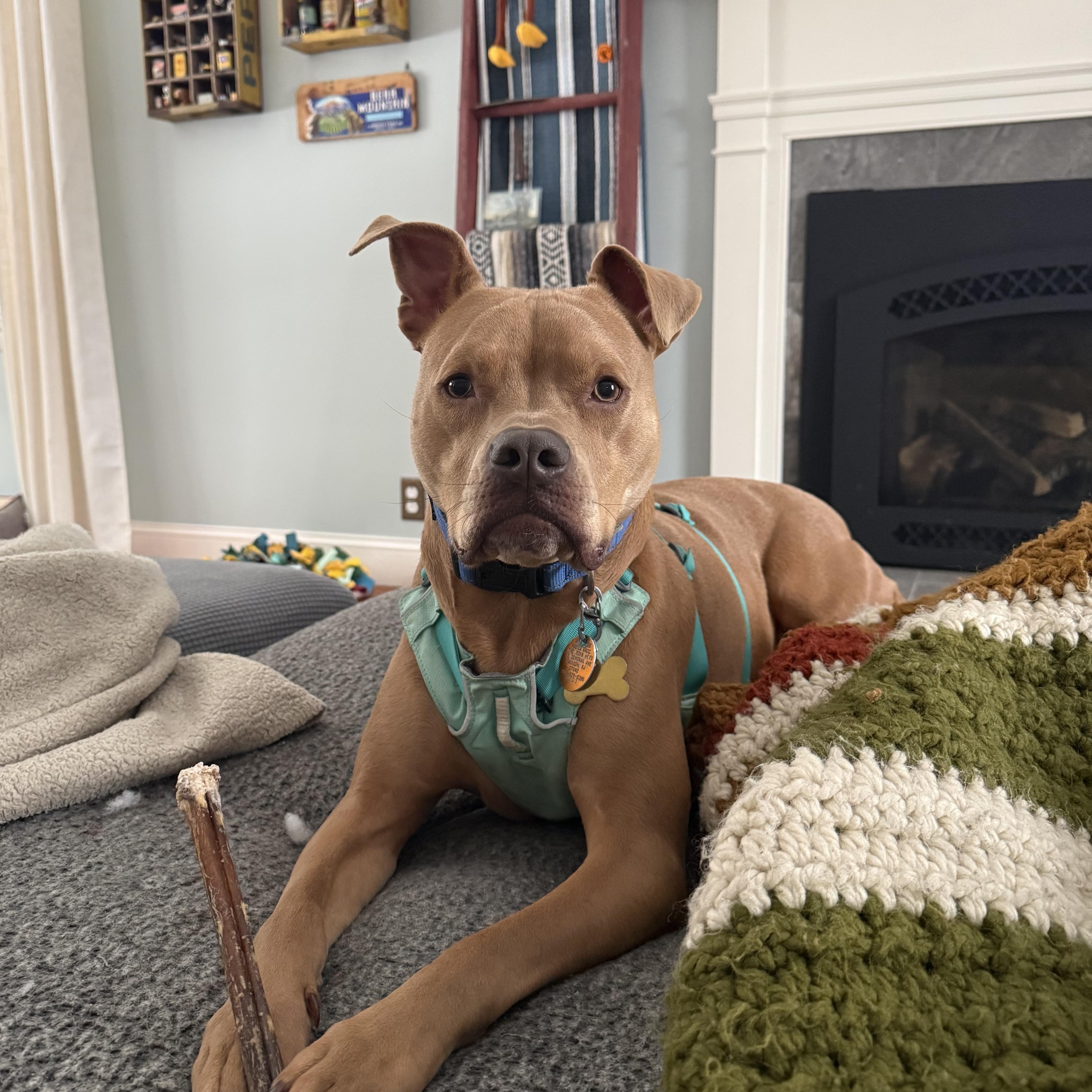 Enlarge Mookie!, a Adoptable mixed breed in Rehoboth, MA image 1/6
