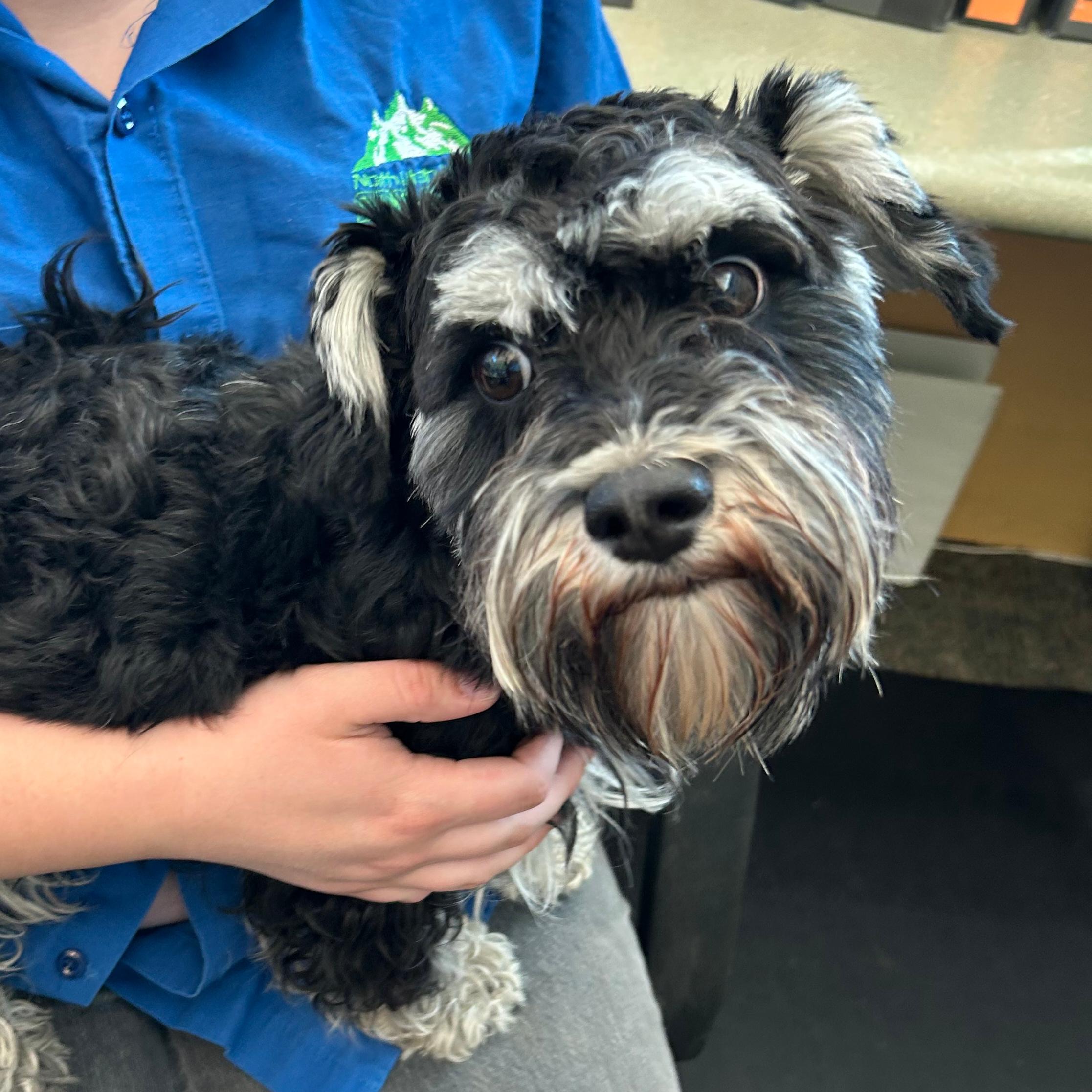 Enlarge Flanagan, a ADOPTABLE Miniature Schnauzer in Lindon, UT image 3/5