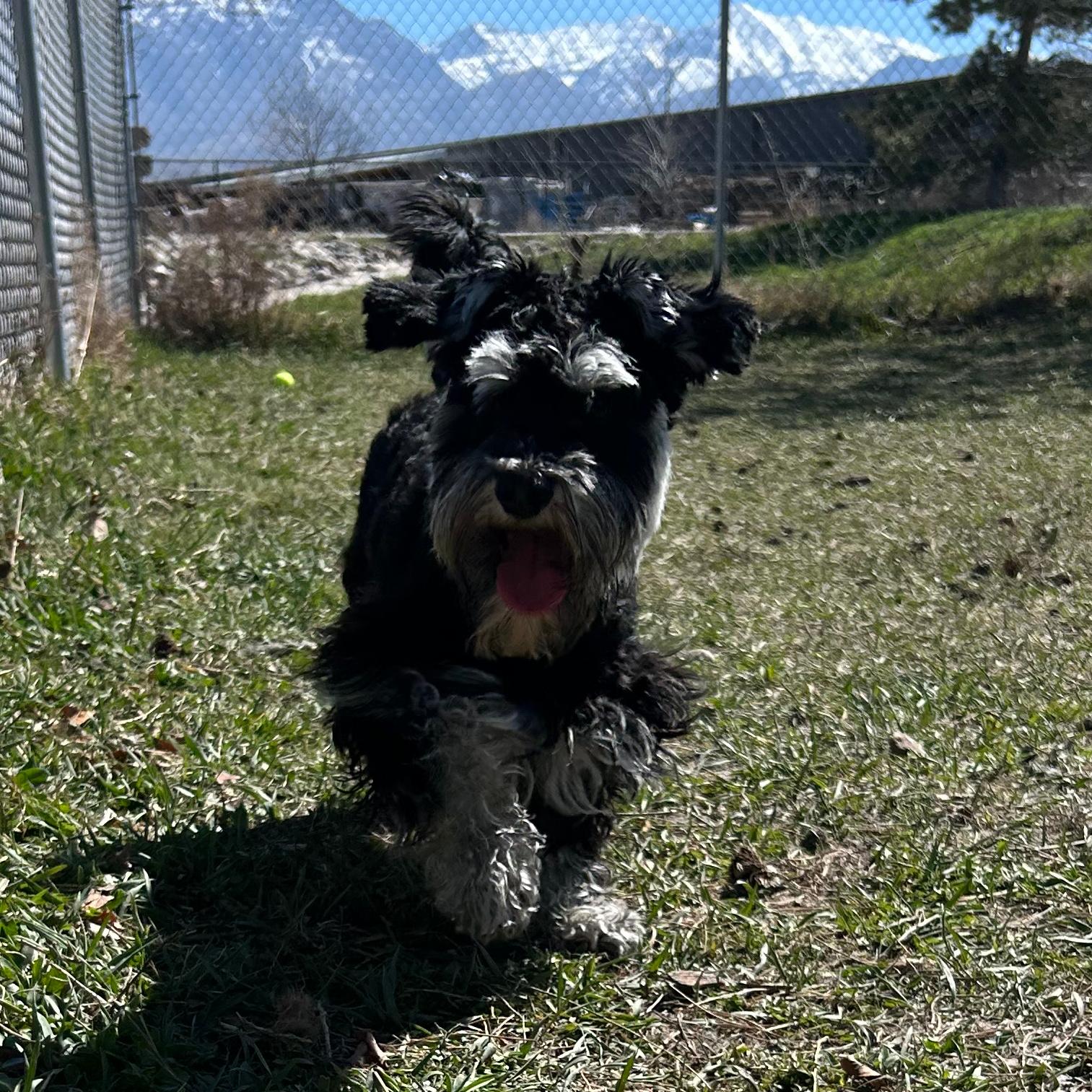 Enlarge Flanagan, a ADOPTABLE Miniature Schnauzer in Lindon, UT image 2/5