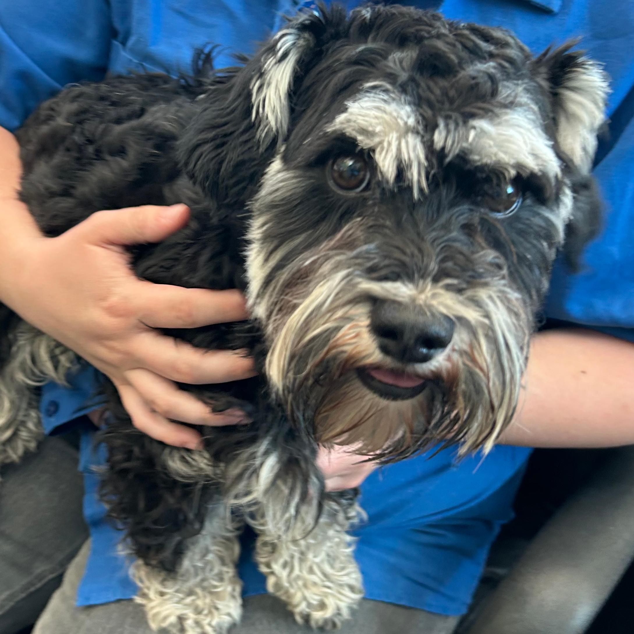 Enlarge Flanagan, a ADOPTABLE Miniature Schnauzer in Lindon, UT image 4/5