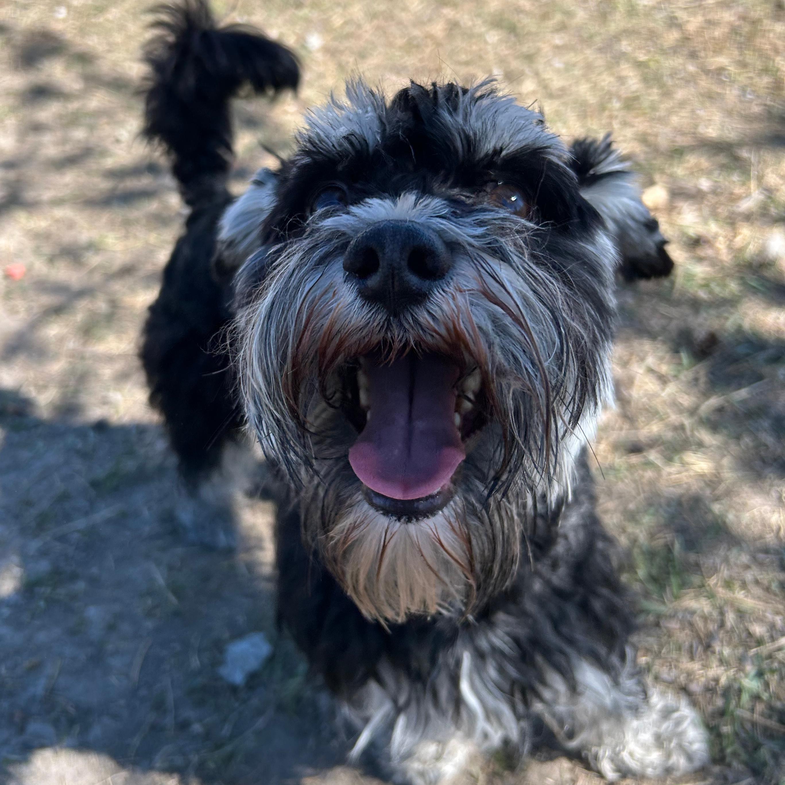 Flanagan, ADOPTABLE, Adult Male Miniature Schnauzer.