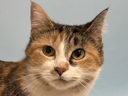 Nova, Adoptable, Adult Female Domestic Short Hair & Domestic Short Hair.