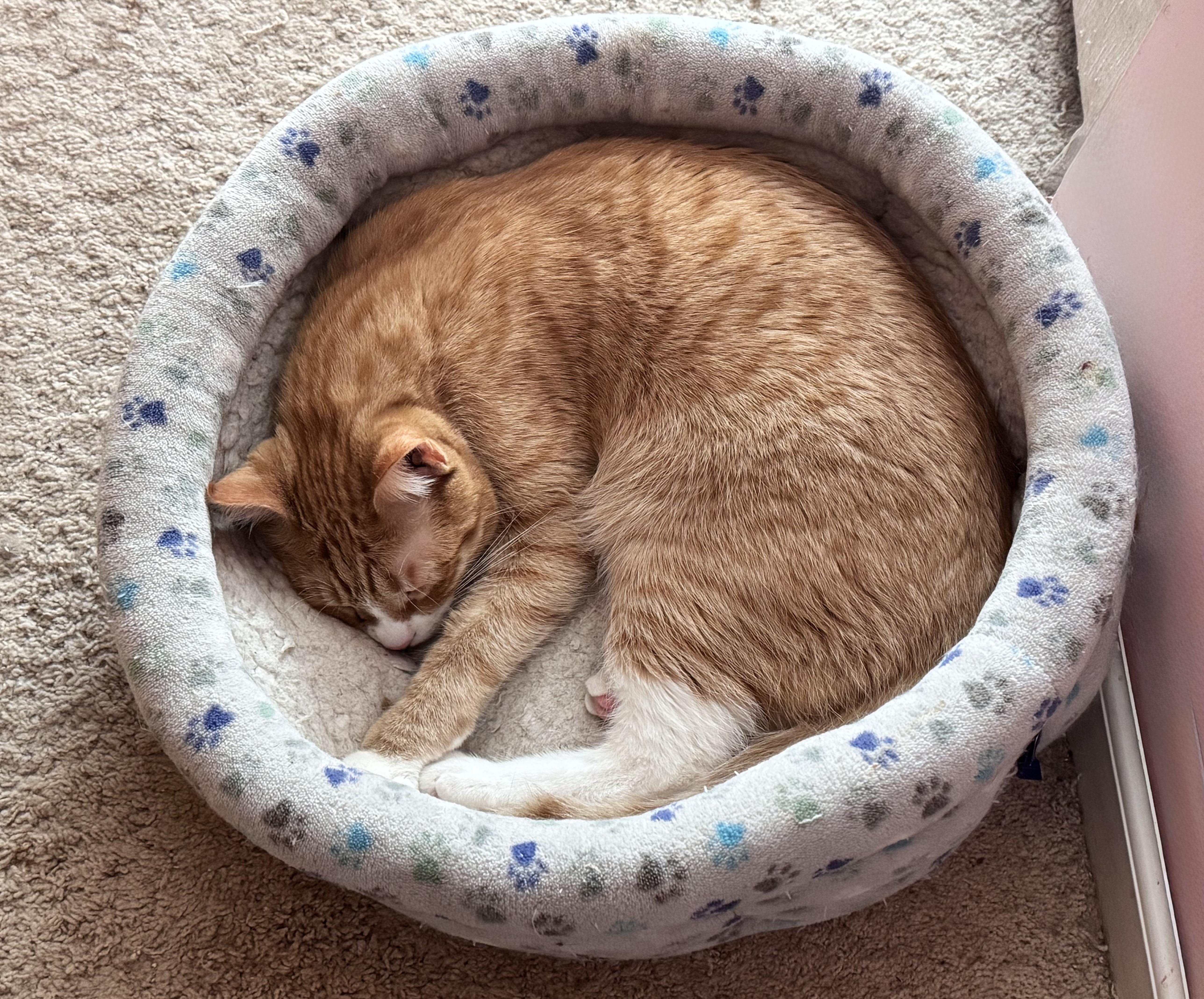 Winky, a Adoptable Domestic Short Hair in Bolingbrook, IL image 2/6