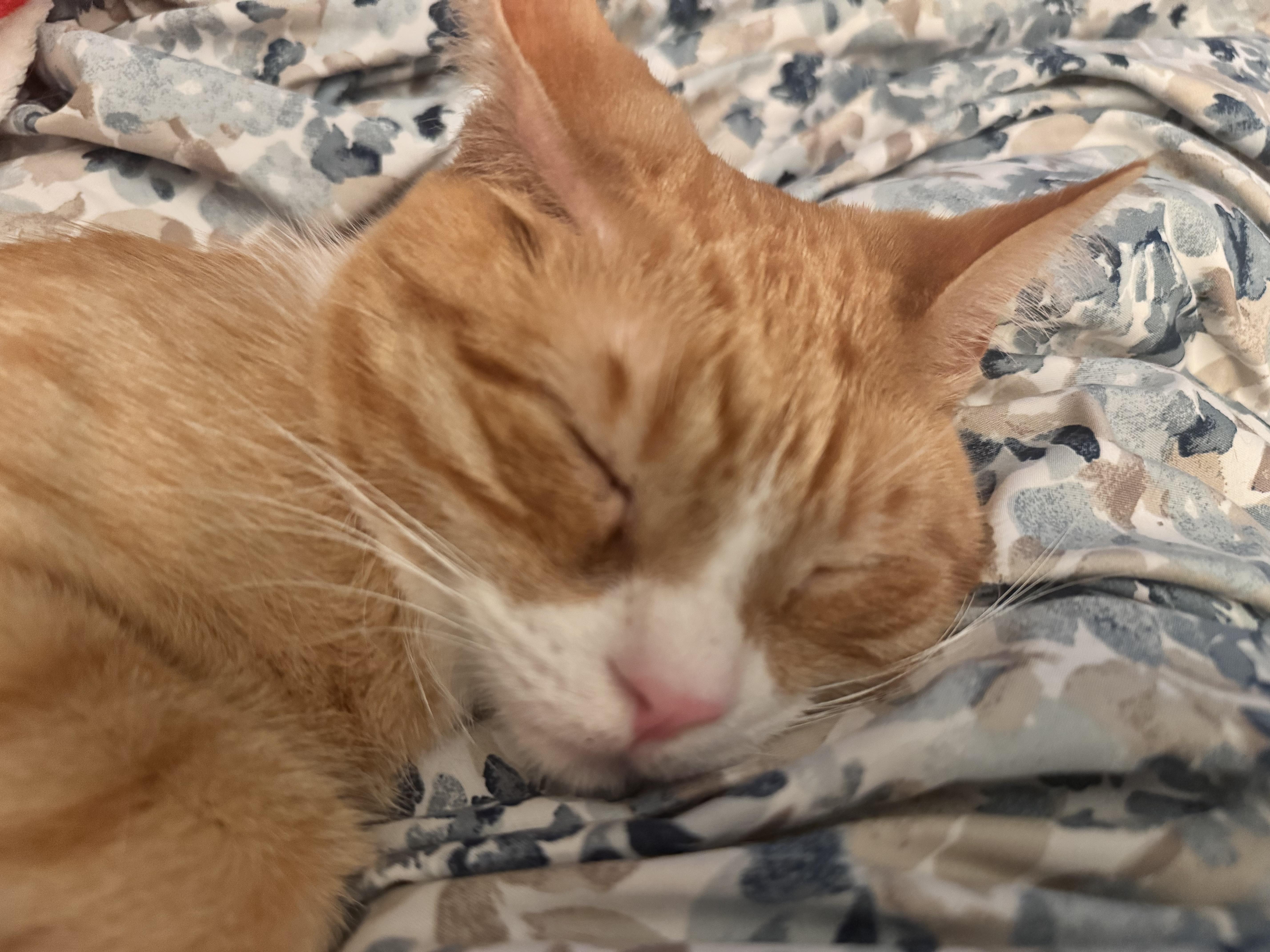 Winky, a Adoptable Domestic Short Hair in Bolingbrook, IL image 3/6