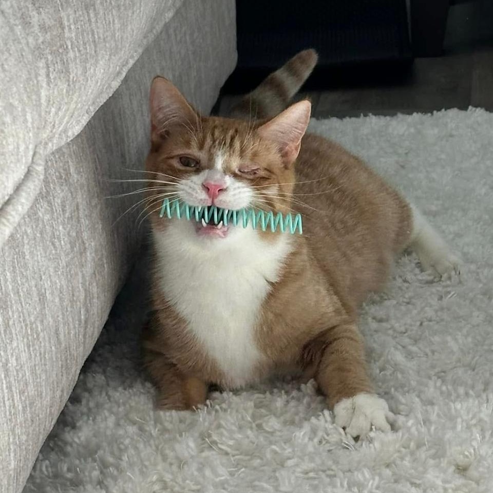 Winky, Adoptable, Adult Male Domestic Short Hair.