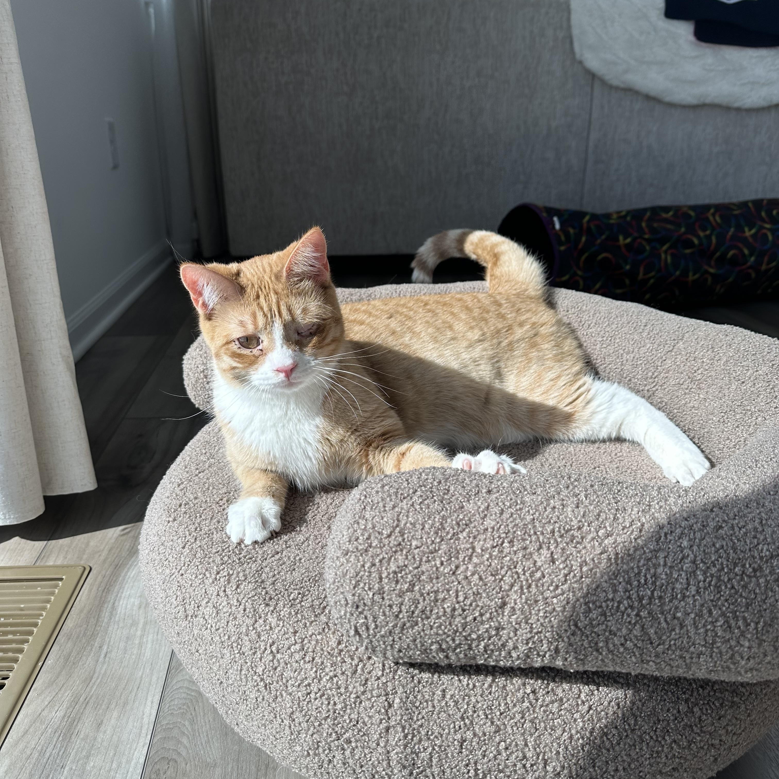 Winky, a Adoptable Domestic Short Hair in Bolingbrook, IL image 5/6