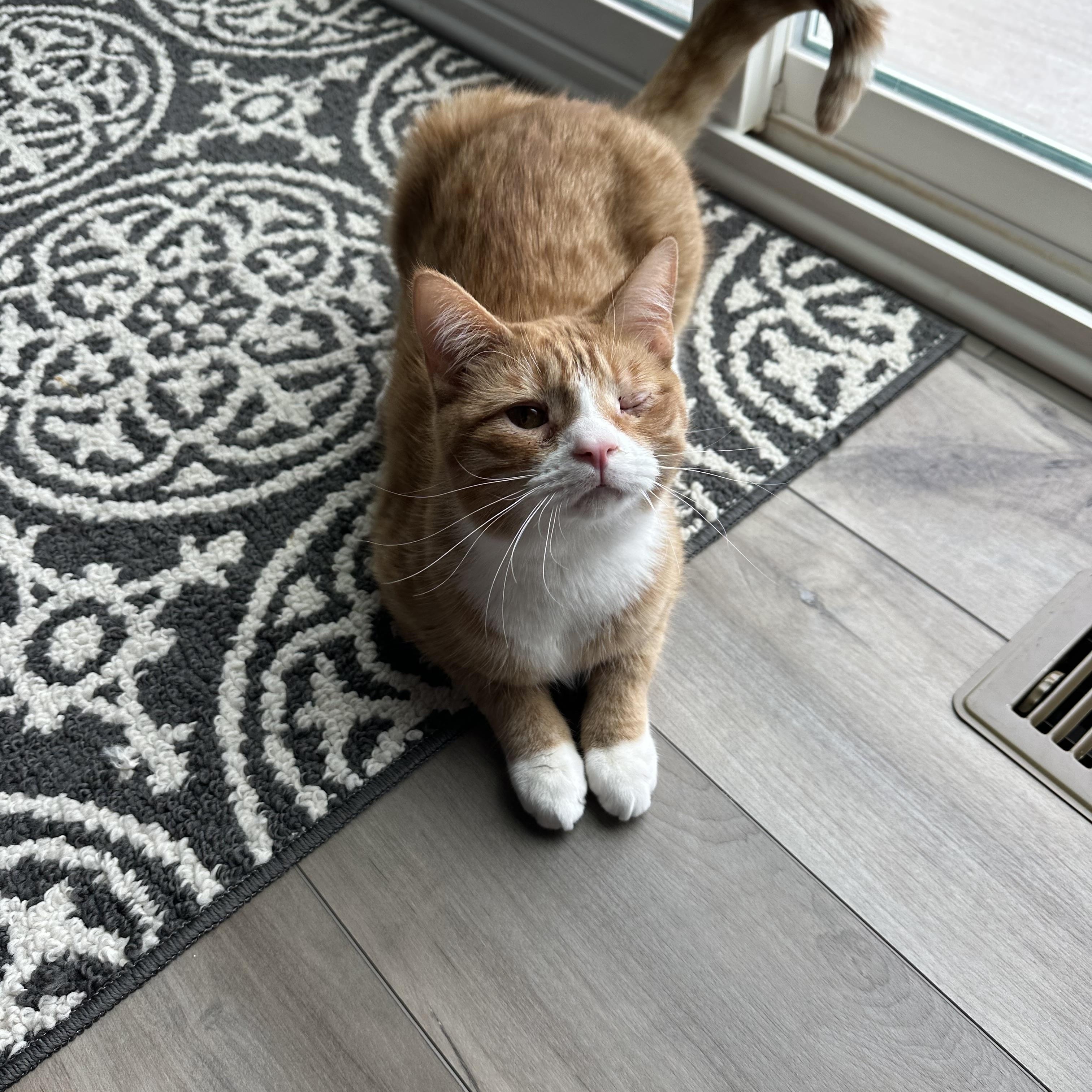 Winky, a Adoptable Domestic Short Hair in Bolingbrook, IL image 6/6