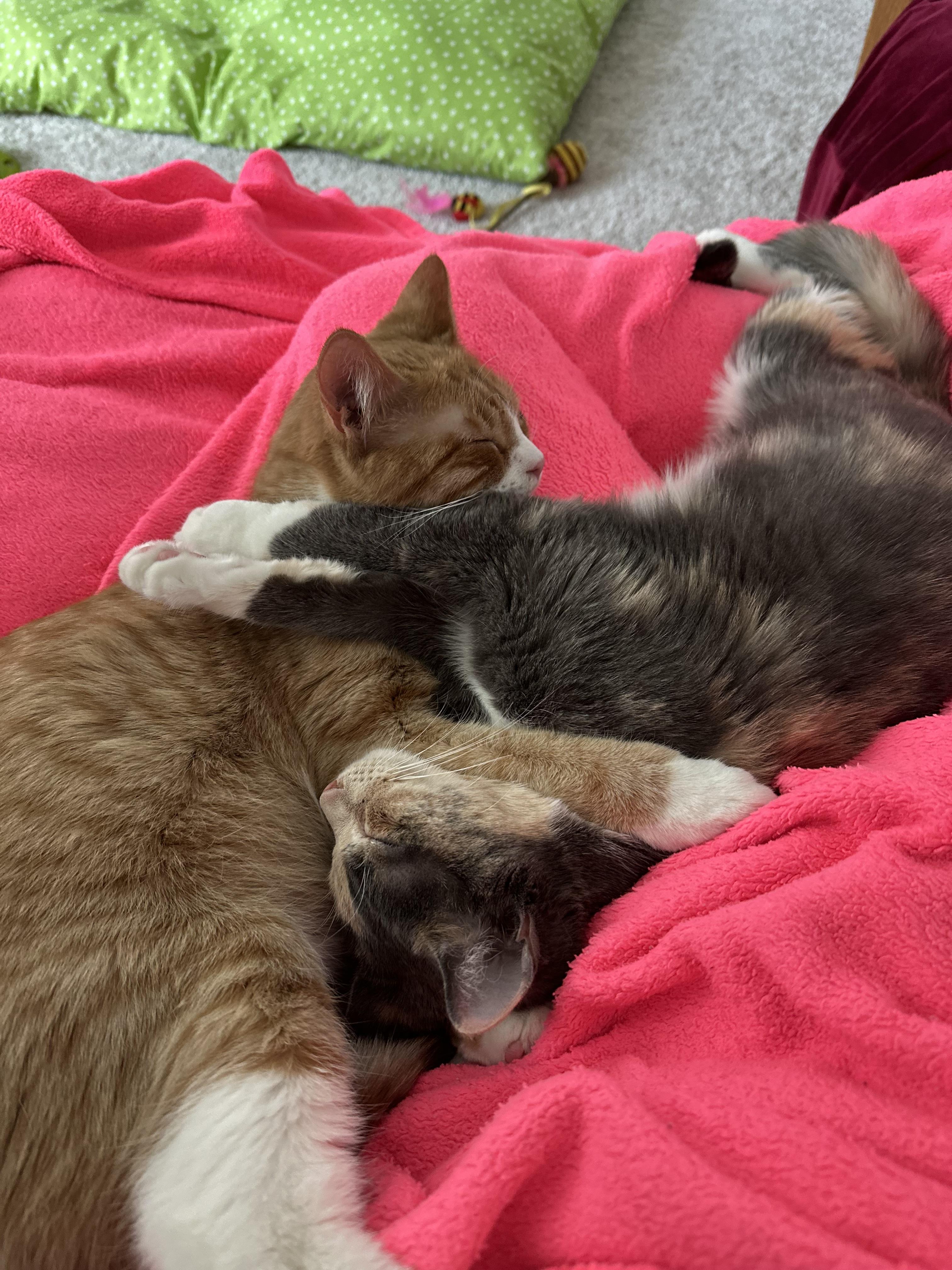 Winky, a Adoptable Domestic Short Hair in Bolingbrook, IL image 4/6