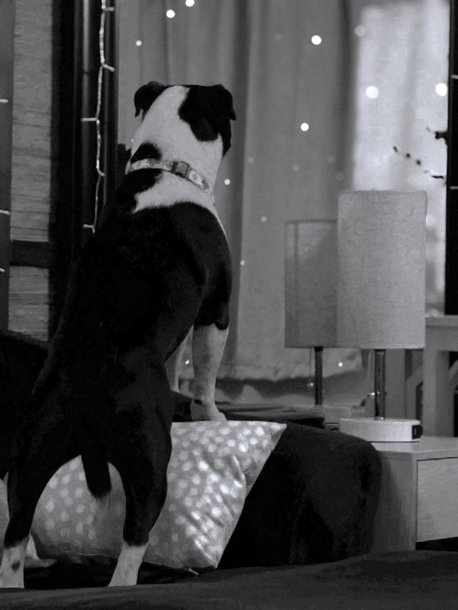 Enlarge Louie, a Adoptable Mixed Breed in Shelburne, VT image 2/3