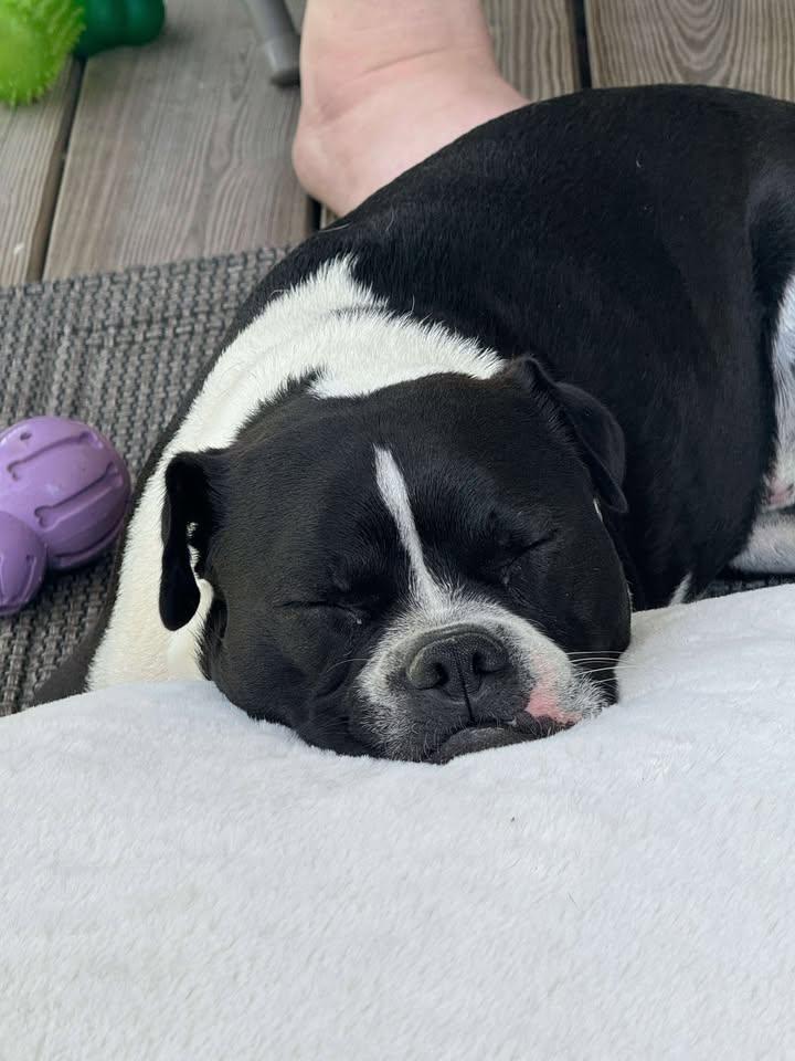 Enlarge Louie, a Adoptable Mixed Breed in Shelburne, VT image 3/3