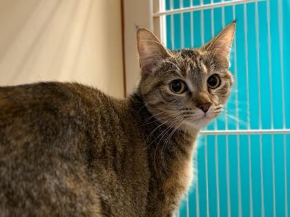 Enlarge Tropicana, a Adoptable mixed breed in Phoenix, AZ image 1/1