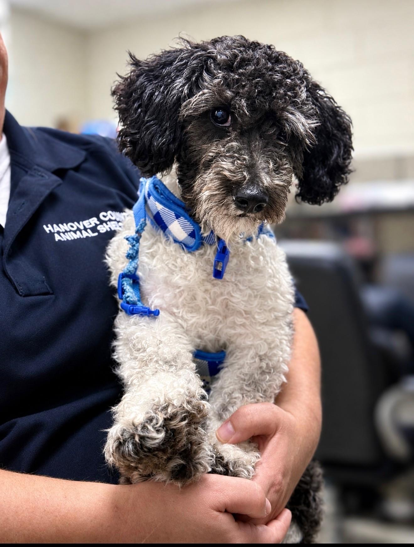 Enlarge Jalen, an adopted mixed breed in Ashland, VA image 1/4