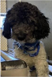 Enlarge Jalen, an adopted mixed breed in Ashland, VA image 2/4