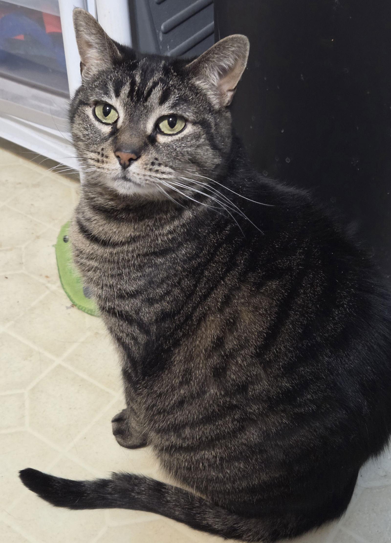 Cinnamon, Adoptable, Adult Female Domestic Short Hair.