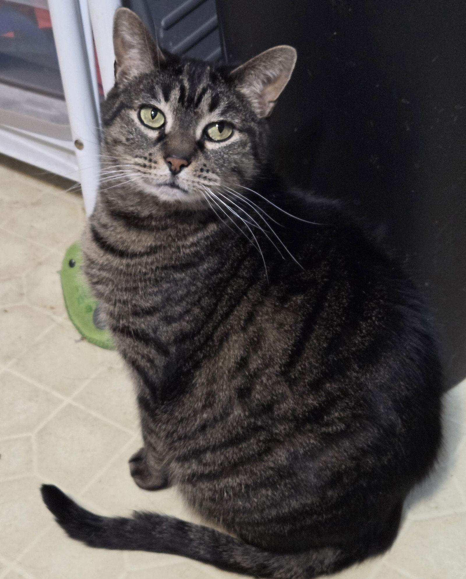 Cinnamon, a Adoptable Domestic Short Hair in Philadelphia, PA image 2/6