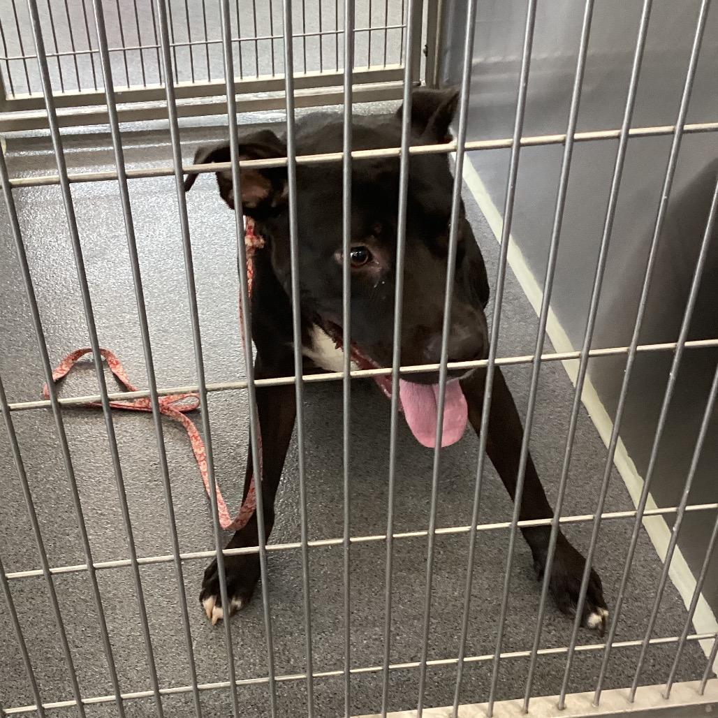 Enlarge Pip, a Adoptable Terrier in Montgomery, AL image 1/3
