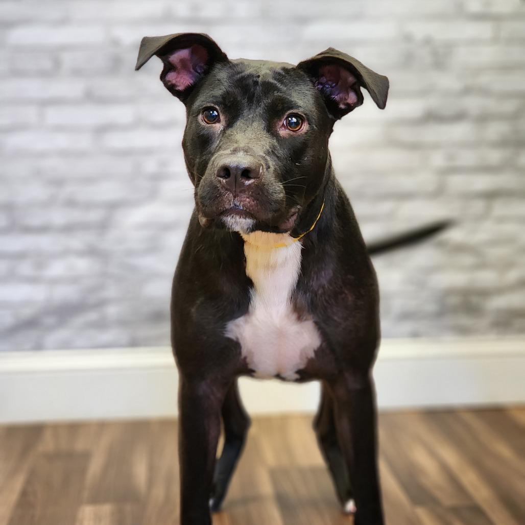 Enlarge Pip, a Adoptable Terrier in Montgomery, AL image 2/3