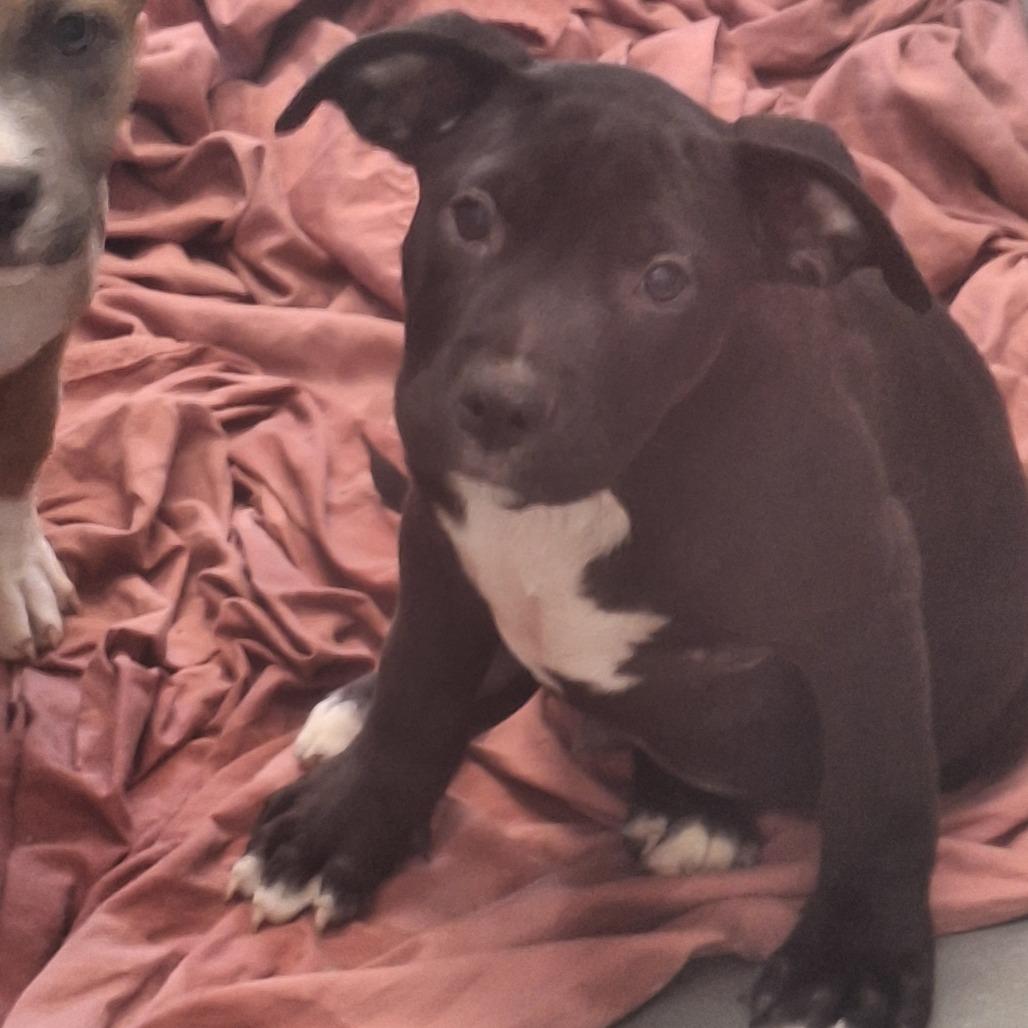 Enlarge Pip, a Adoptable Terrier in Montgomery, AL image 3/3