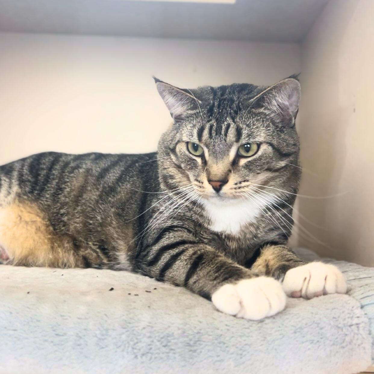 Enlarge Jasper, a ADOPTABLE Domestic Short Hair in Quincy, IL image 1/1