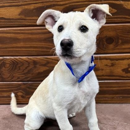Enlarge Dewey, a Adoptable mixed breed in The Colony, TX image 1/1