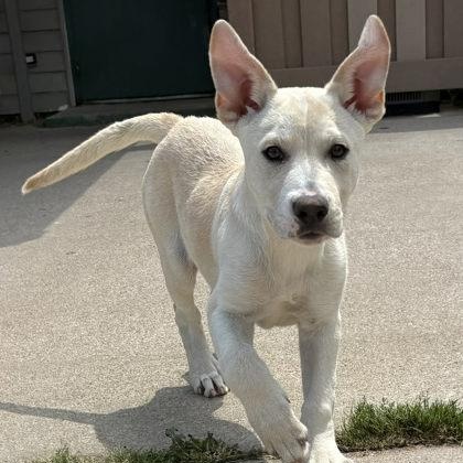 Dewey, Adoptable, Puppy Male Yellow Labrador Retriever & Husky.