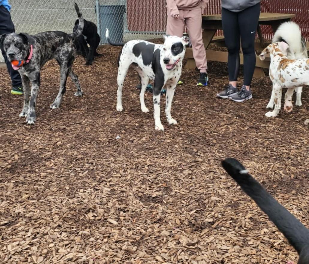 Enlarge Scotty-Fairmont, WV, an adoptable Dalmatian in Fairmont, WV image 6/6