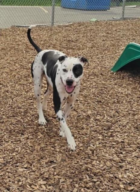 Enlarge Scotty-Fairmont, WV, an adoptable Dalmatian in Fairmont, WV image 2/6