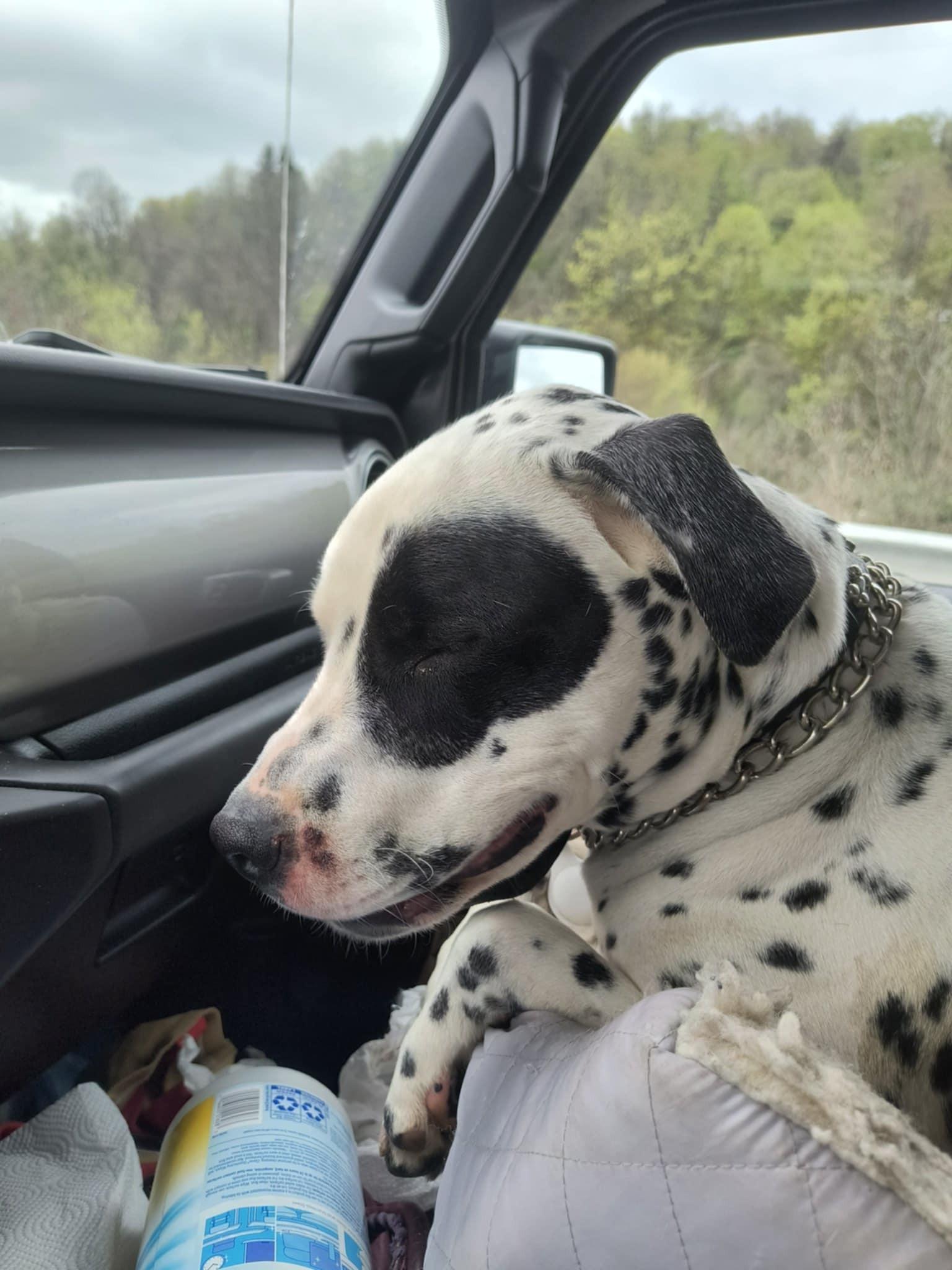 Enlarge Scotty-Fairmont, WV, an adoptable Dalmatian in Fairmont, WV image 3/6
