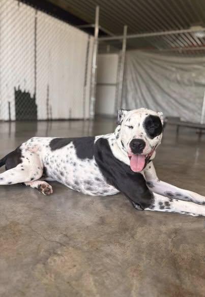 Enlarge Scotty-Fairmont, WV, an adoptable Dalmatian in Fairmont, WV image 5/6