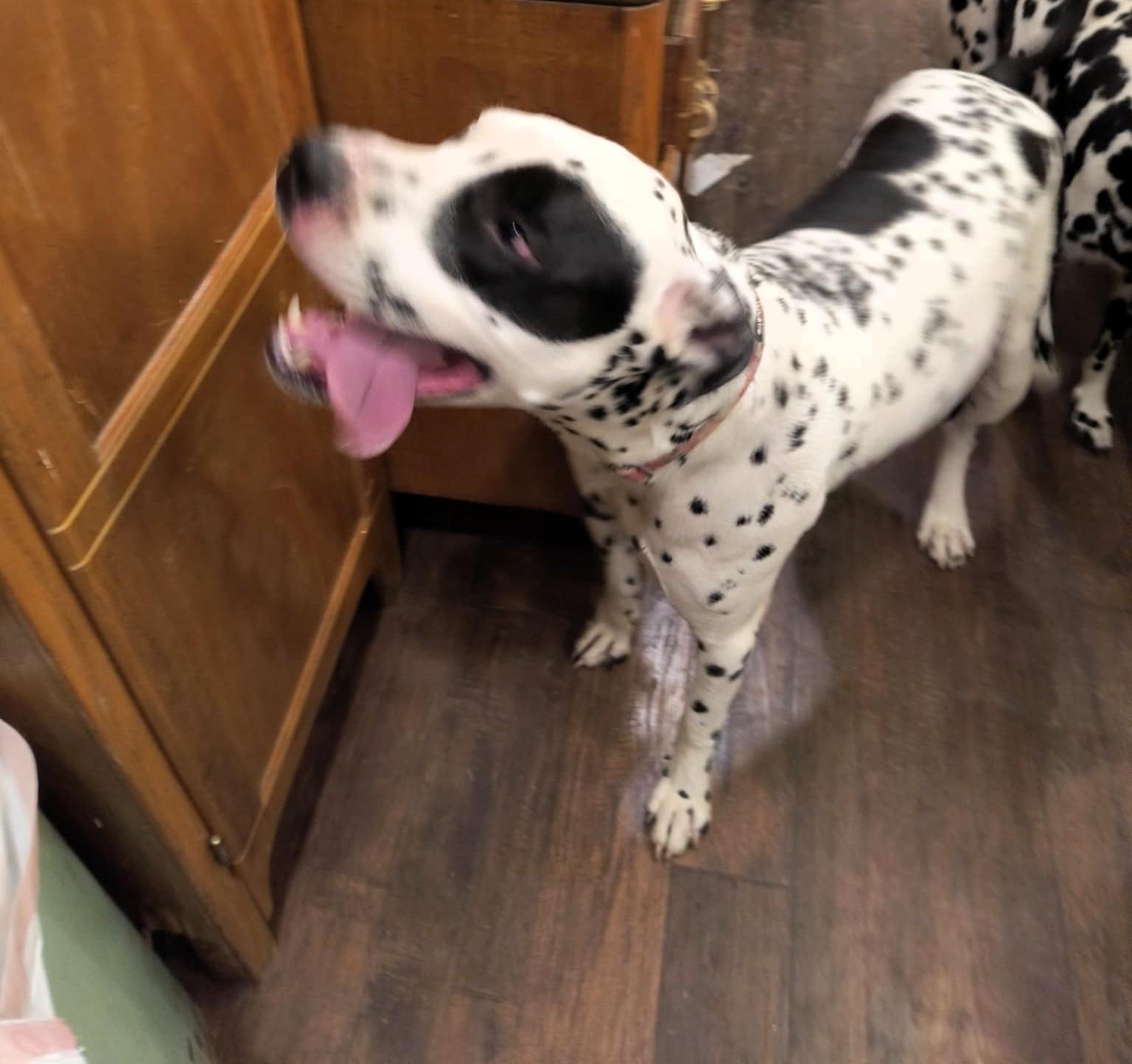 Enlarge Scotty-Fairmont, WV, an adoptable Dalmatian in Fairmont, WV image 4/6