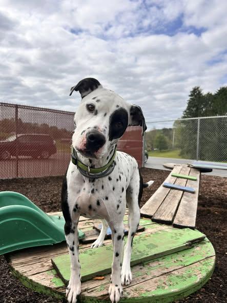 Enlarge Scotty-Fairmont, WV, an adoptable Dalmatian in Fairmont, WV image 1/6
