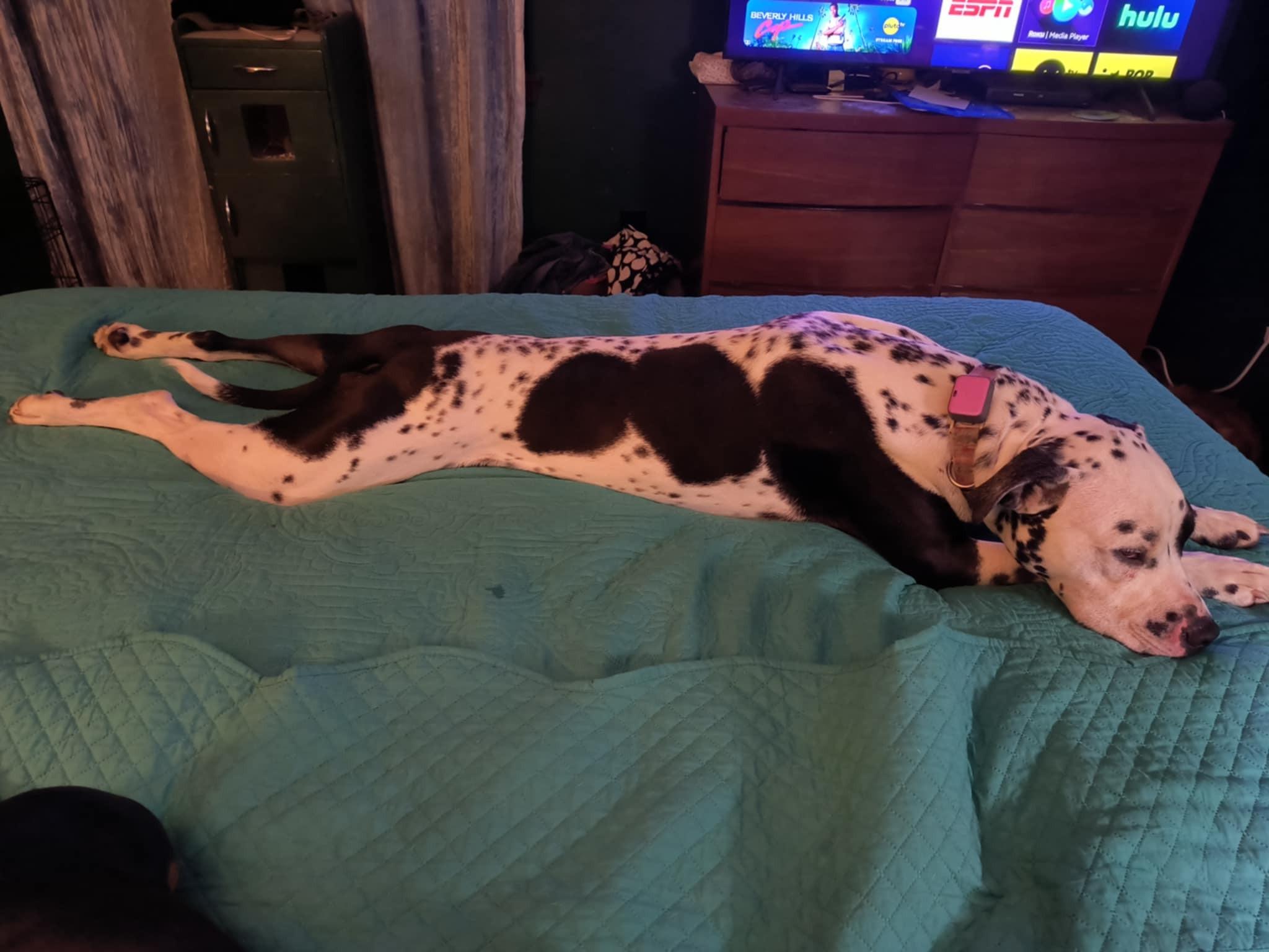 Enlarge Scotty-Fairmont, WV, an adoptable Dalmatian in Fairmont, WV image 6/6