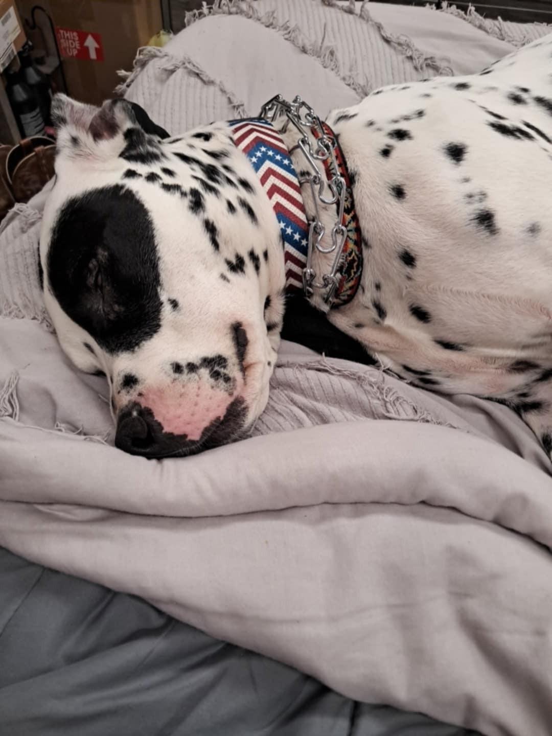 Enlarge Scotty-Fairmont, WV, an adoptable Dalmatian in Fairmont, WV image 5/6