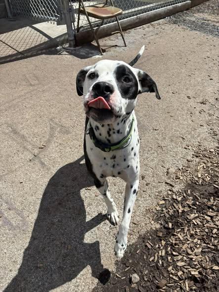 Enlarge Scotty-Fairmont, WV, an adoptable Dalmatian in Fairmont, WV image 2/6