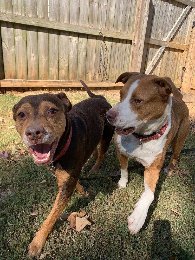 Rocko, a Adoptable Hound in Monroe, NC image 1/17