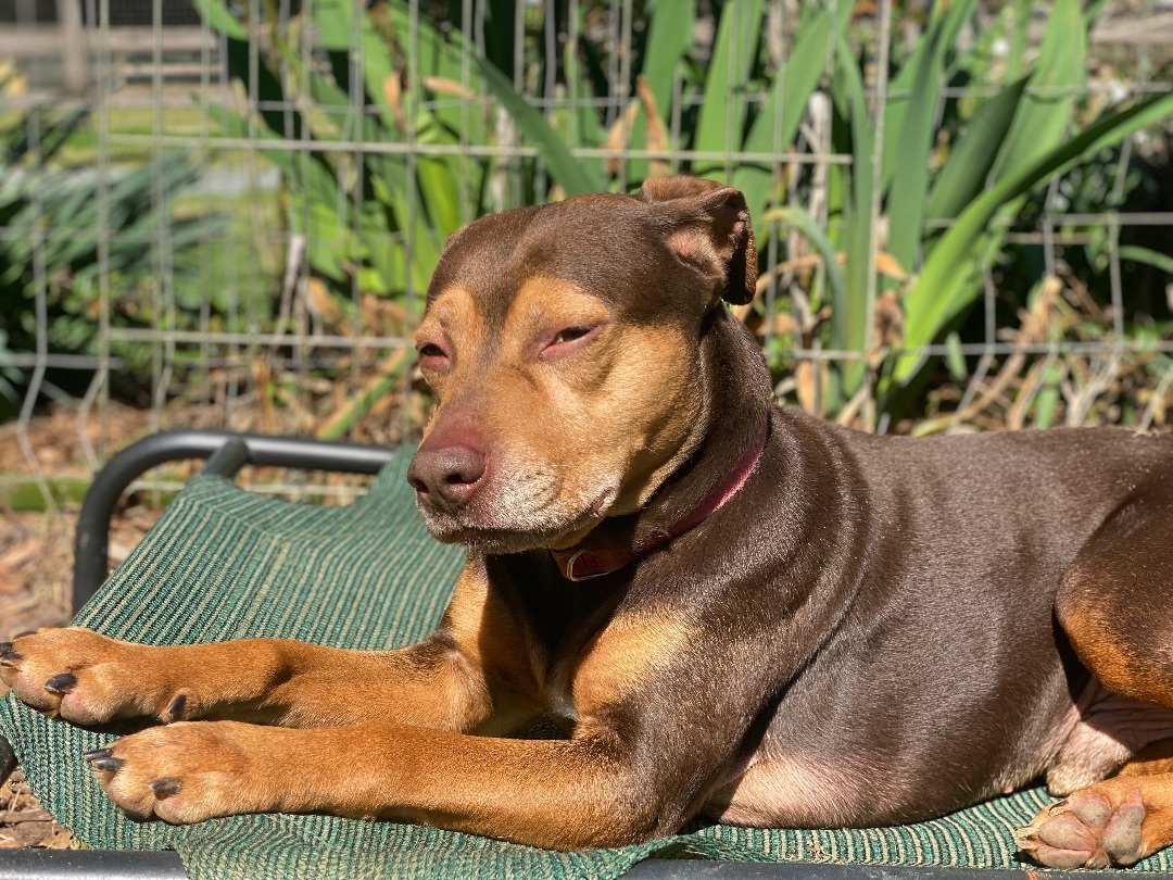 Rocko, a Adoptable Hound in Monroe, NC image 2/17