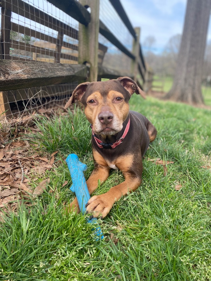 Rocko, a Adoptable Hound in Monroe, NC image 3/17