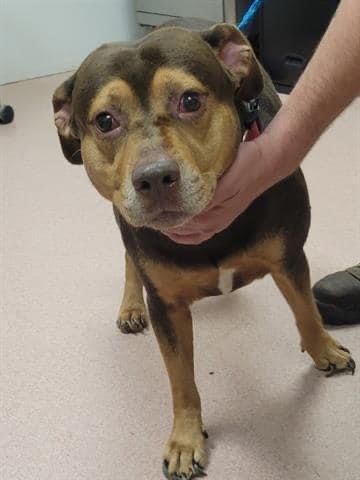 Rocko, a Adoptable Hound in Monroe, NC image 4/17