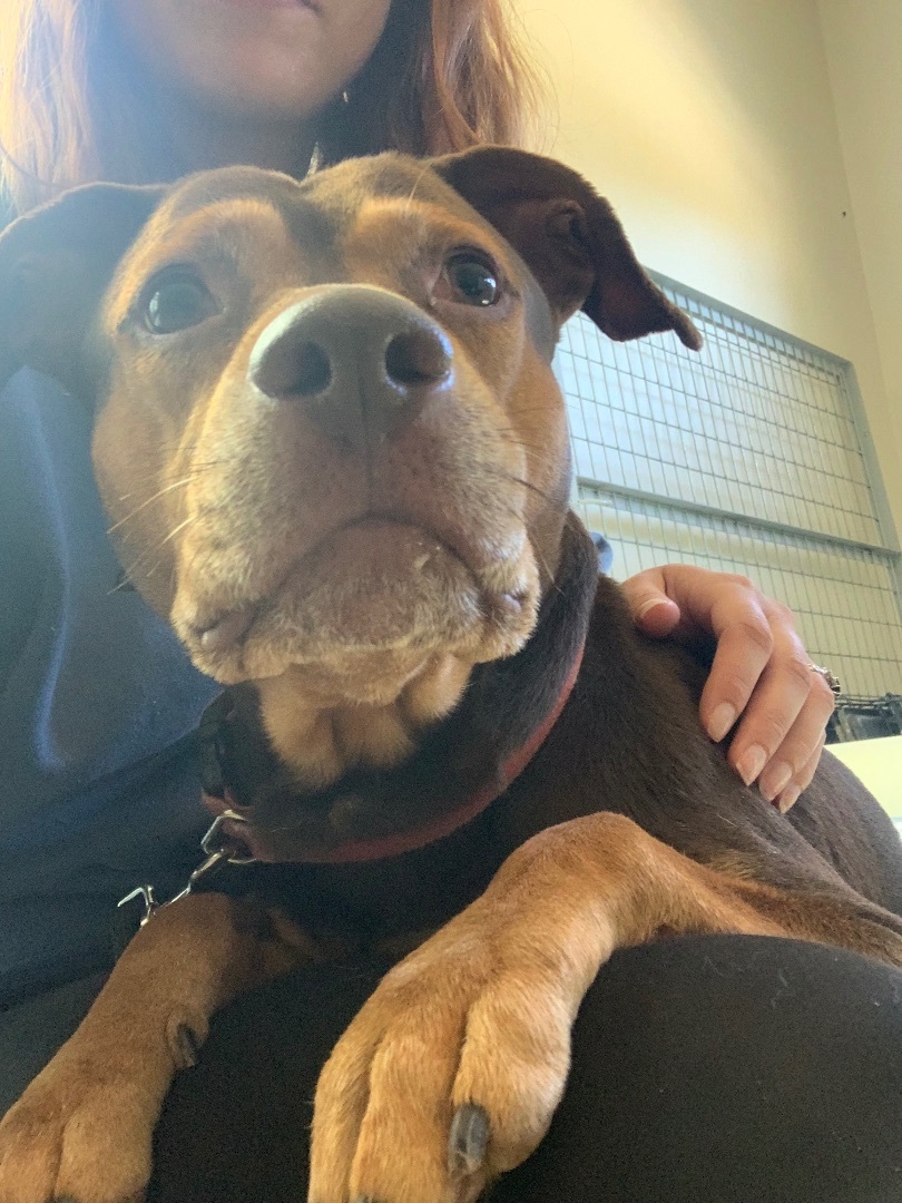 Rocko, a Adoptable Hound in Monroe, NC image 5/17