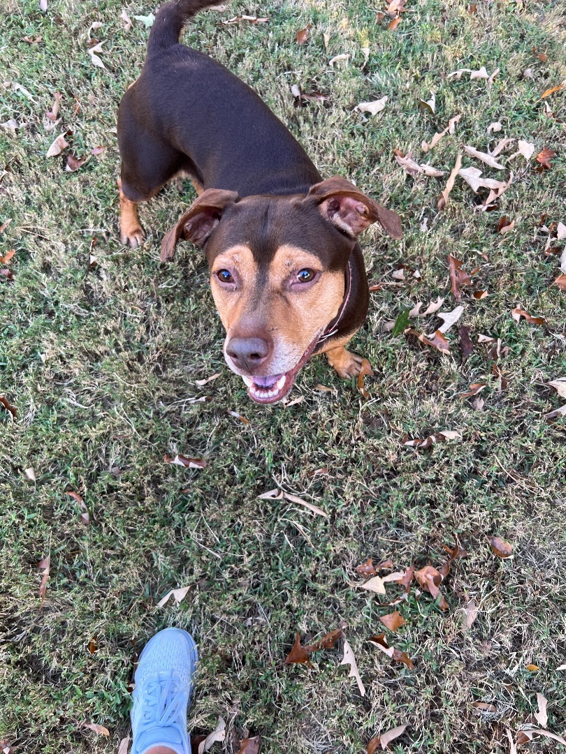 Rocko, a Adoptable Hound in Monroe, NC image 6/17