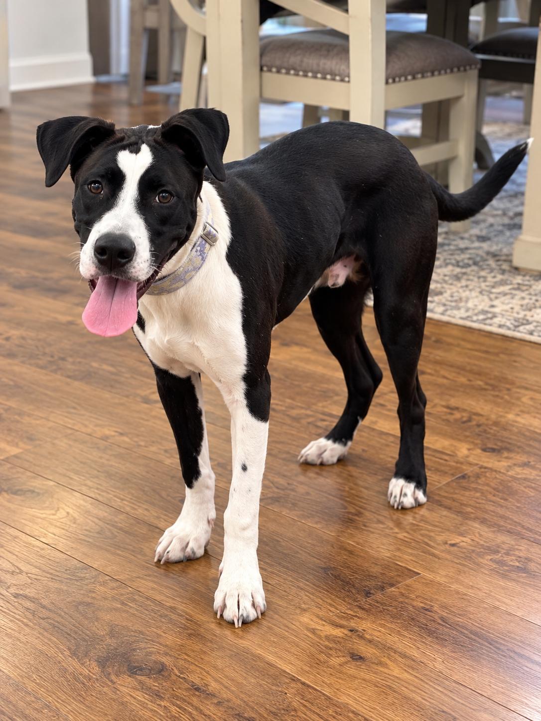 Enlarge Prince, a Adoptable mixed breed in Philadelphia, PA image 3/5