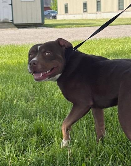 Bravo, Adoptable, Young Male Pit Bull Terrier.