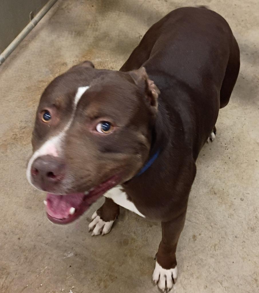Enlarge Bravo, a Adoptable Pit Bull Terrier in La Porte, IN image 2/2