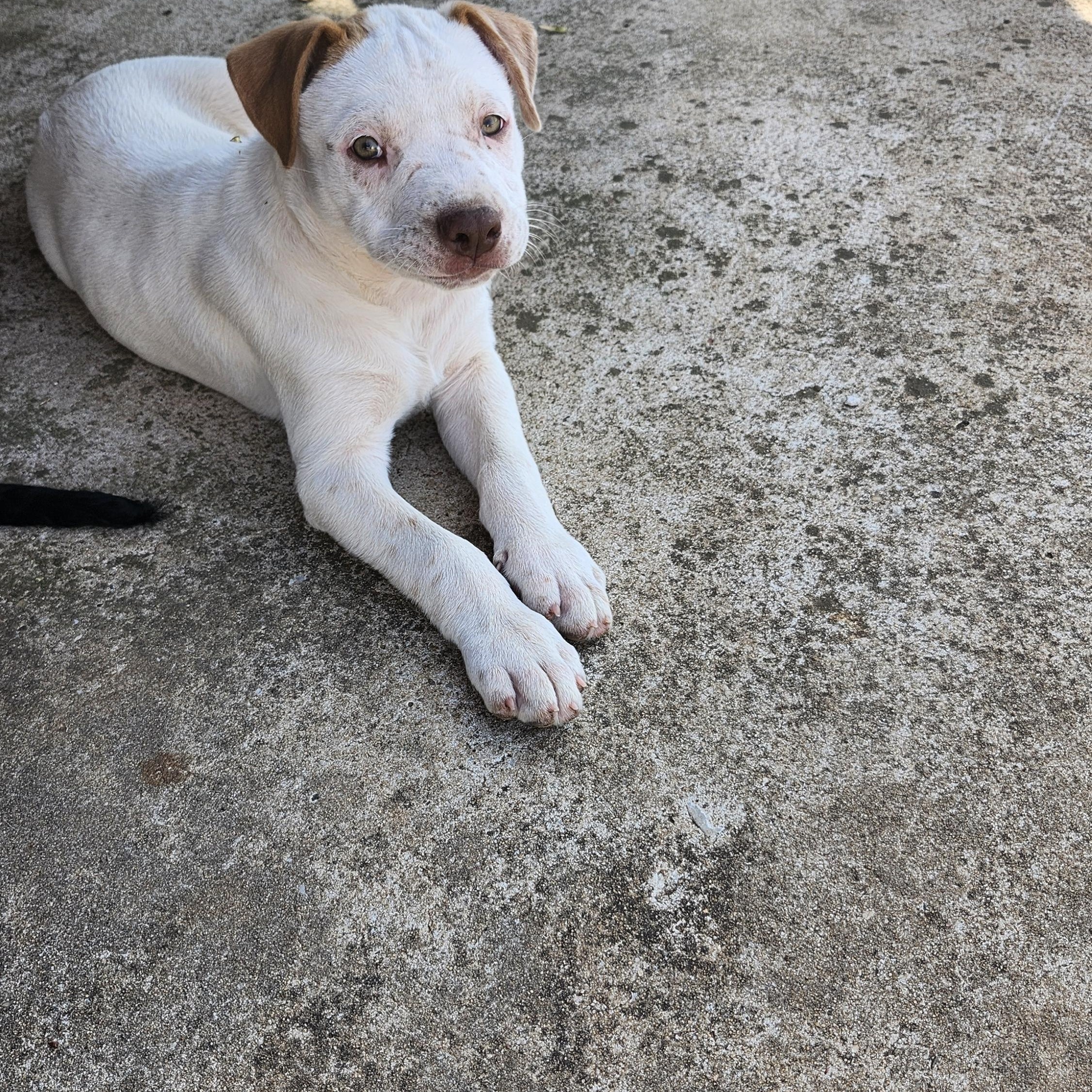Enlarge Seamus, a ADOPTABLE Pit Bull Terrier in Tuttle, OK image 4/4