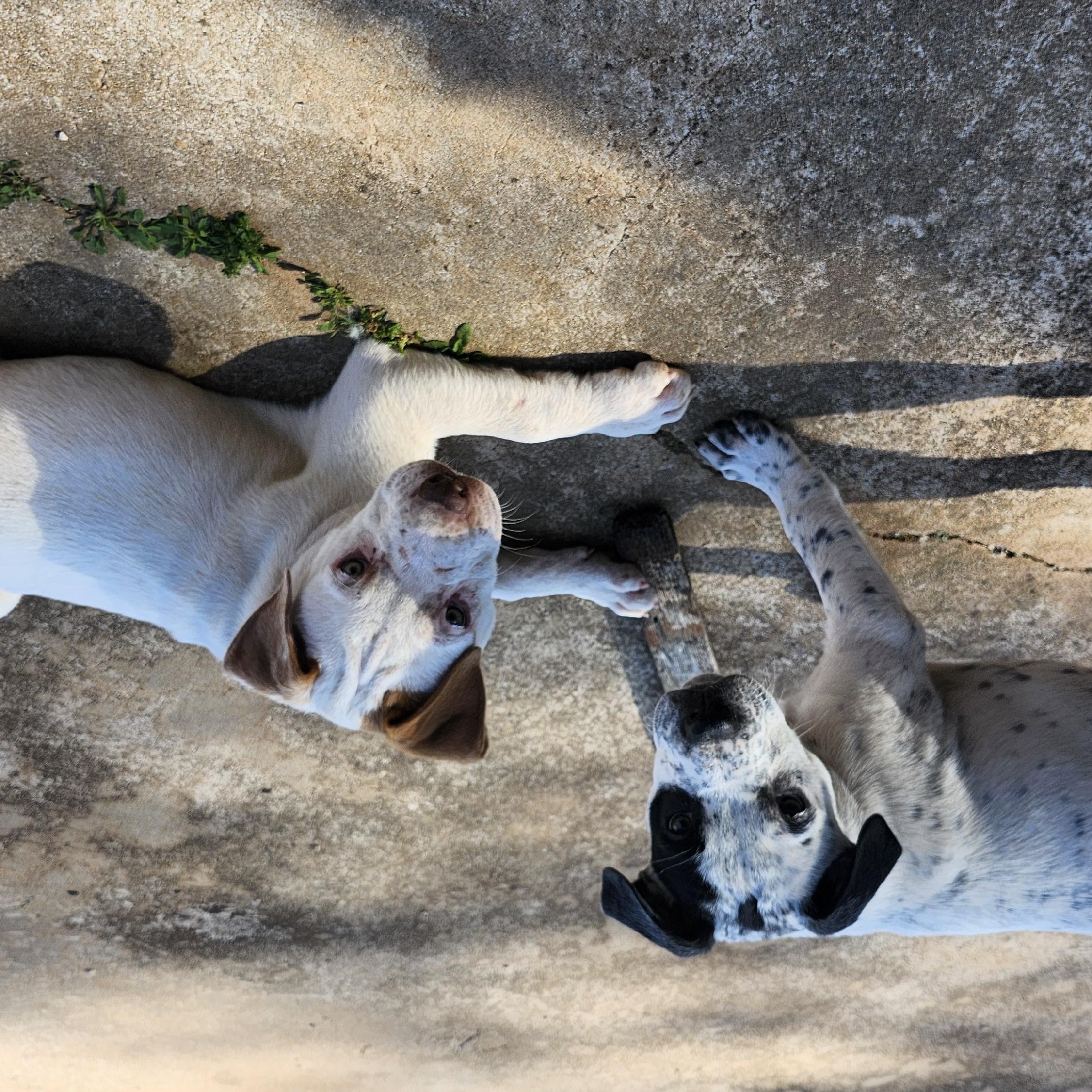 Enlarge Seamus, a ADOPTABLE Pit Bull Terrier in Tuttle, OK image 3/4