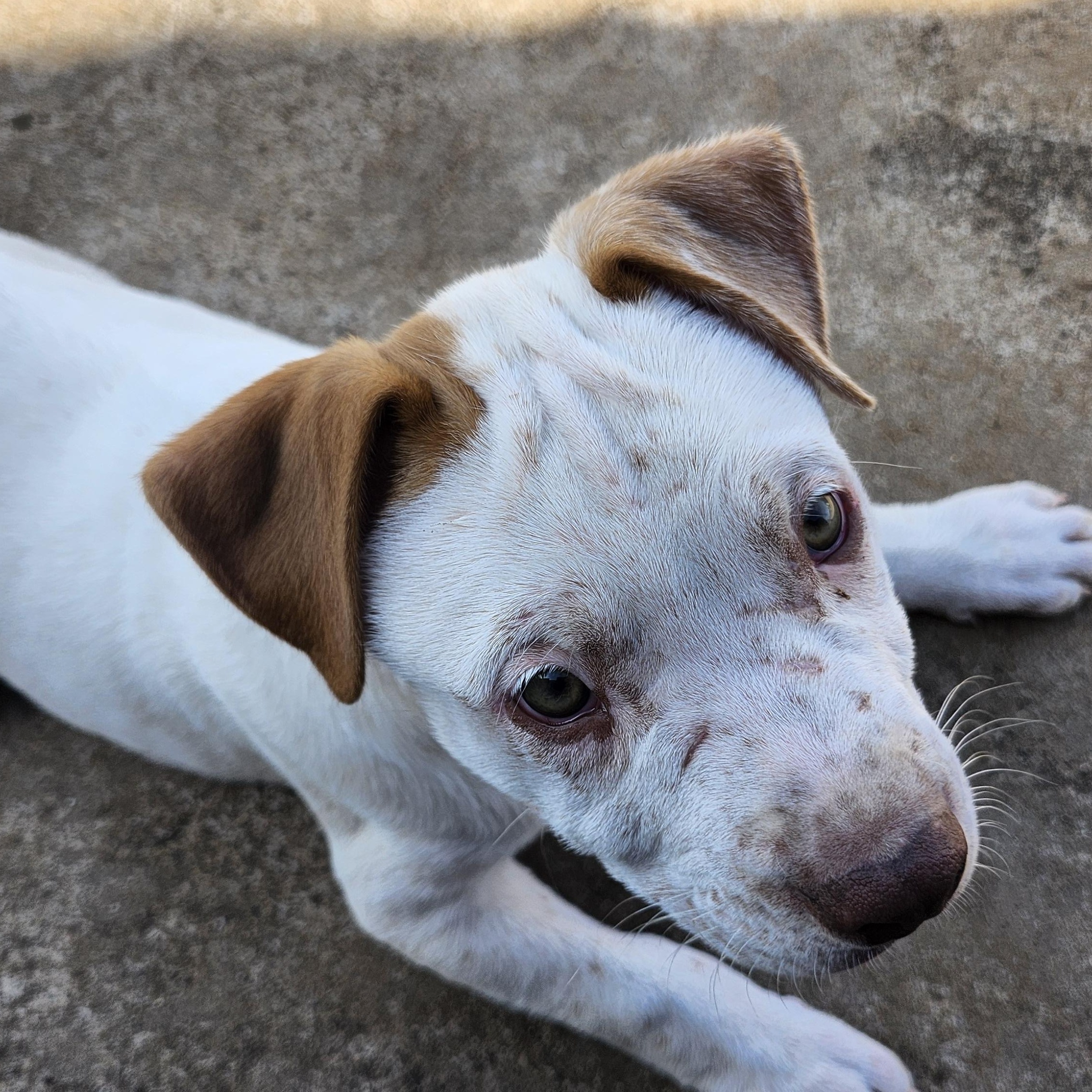 Enlarge Seamus, a ADOPTABLE Pit Bull Terrier in Tuttle, OK image 2/4