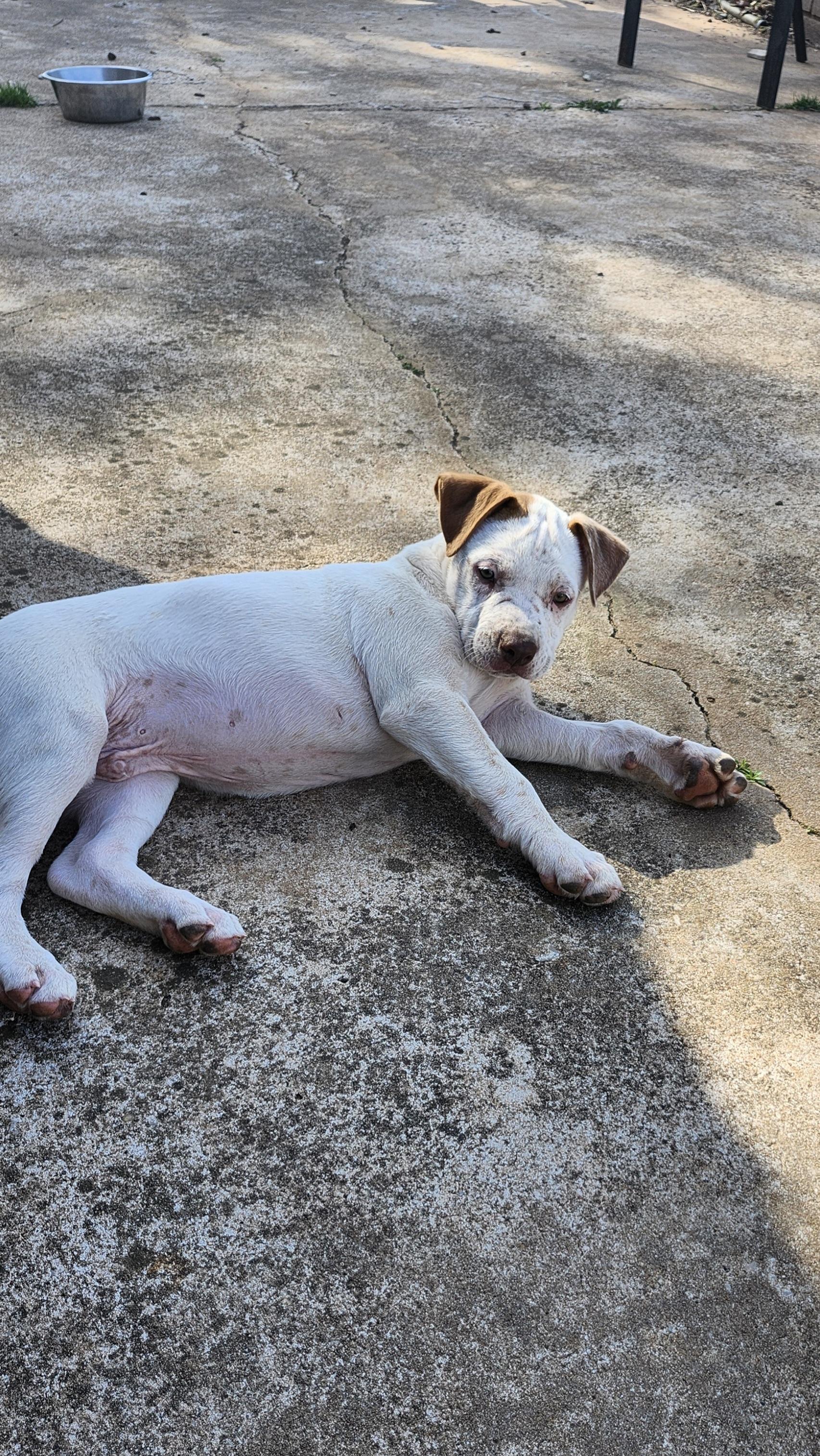 Seamus, ADOPTABLE, Puppy Male Pit Bull Terrier.